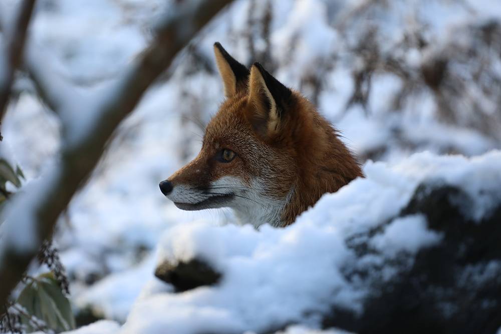 LES_JOURS_HEUREUX_faune-sauvage (7)