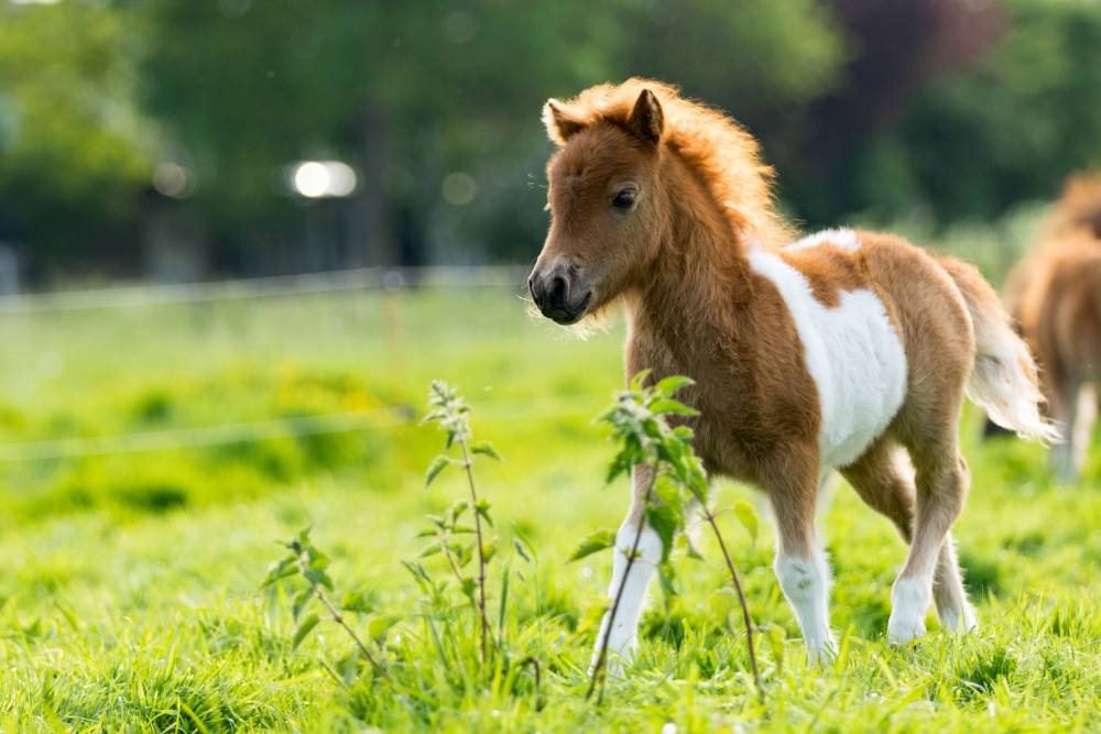 poney