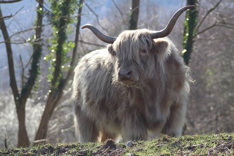 Vache (3)