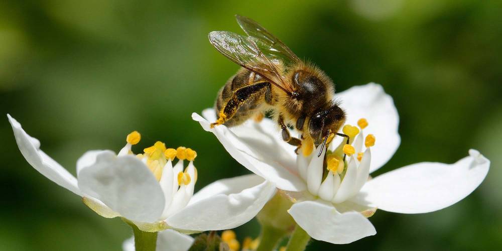 abeille