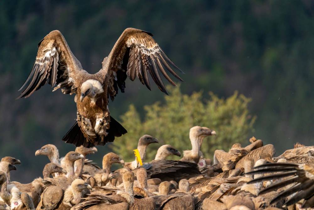 rapaces-des-Pyrénées
