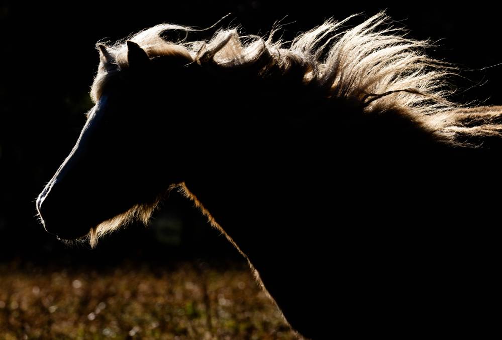 Poney découverte