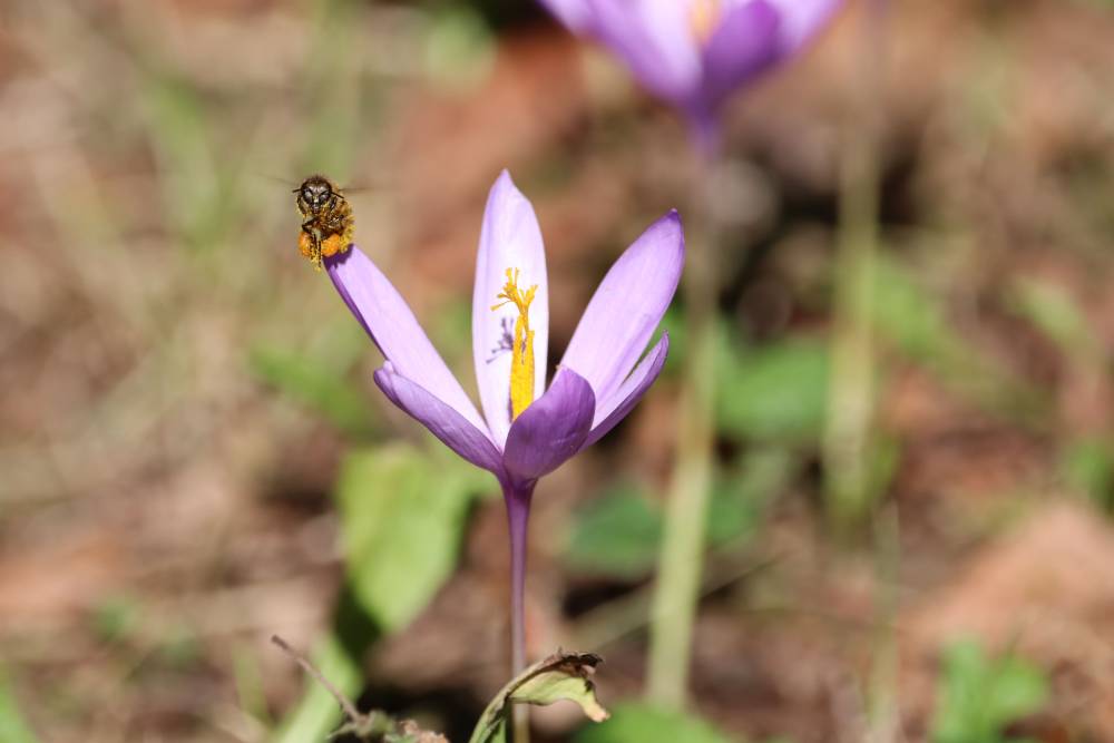Nos amies les abeilles (1)